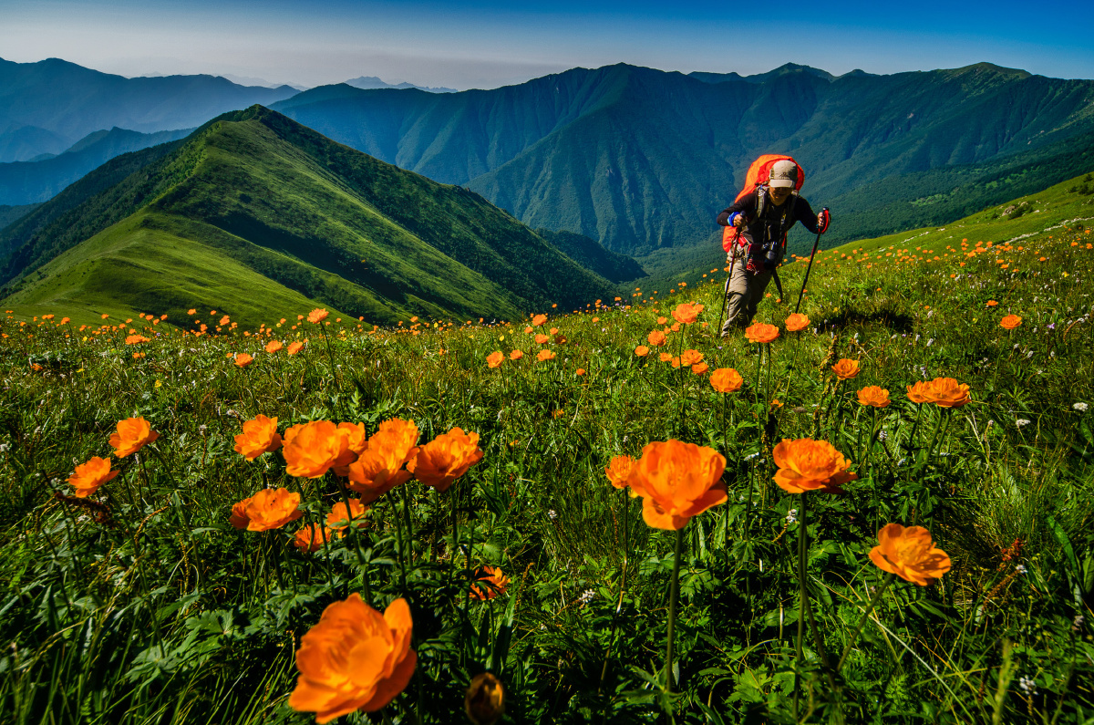 河北蔚县小五台盛开的金莲花