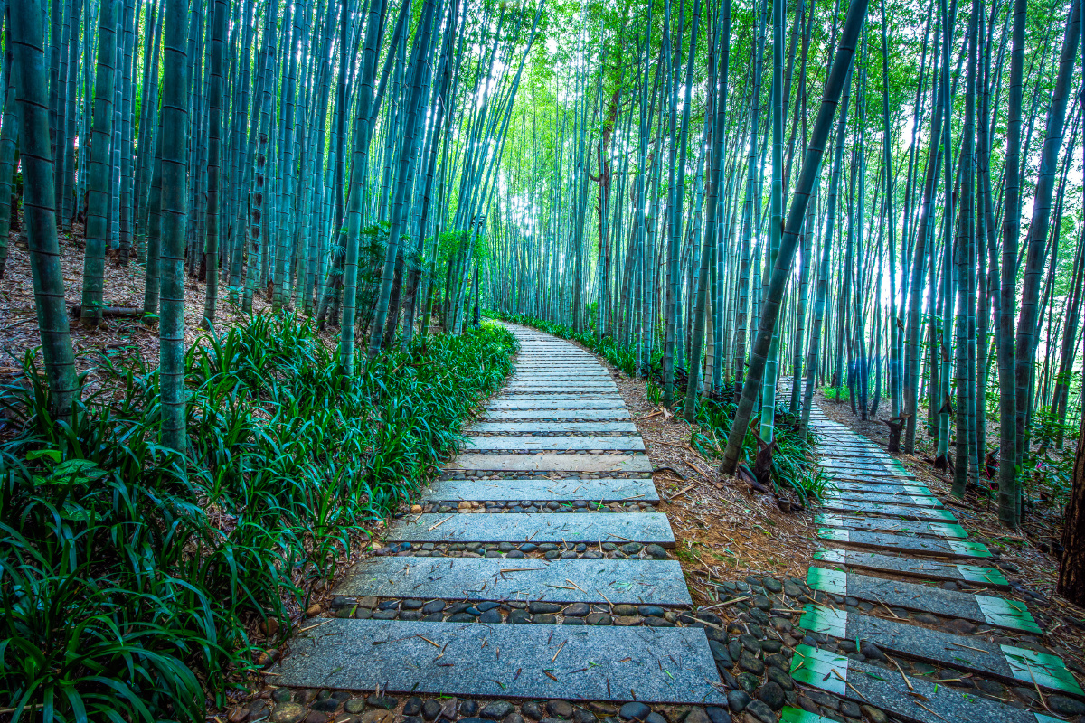竹林小道