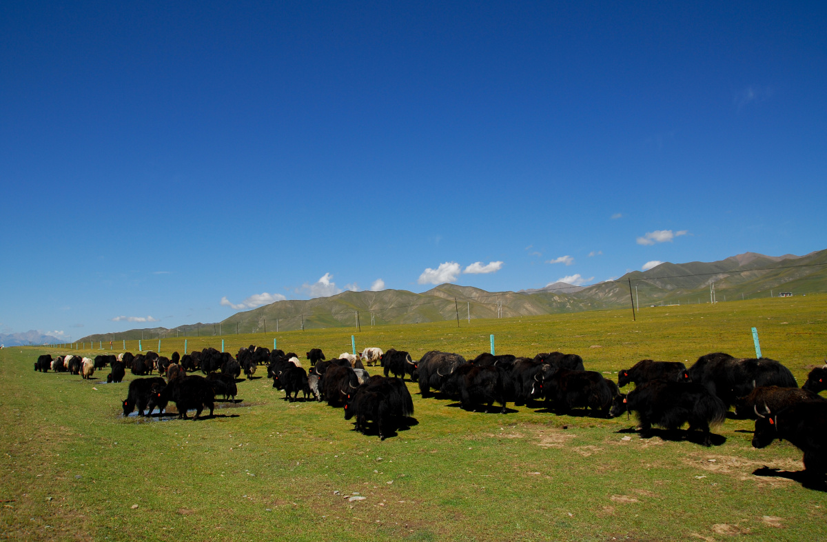 牦牛群