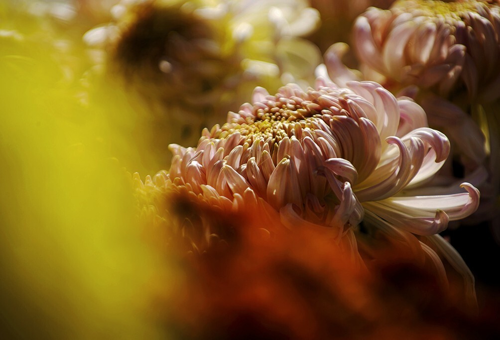 菊花