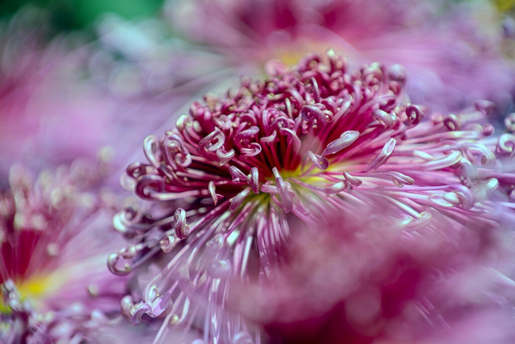 菊花