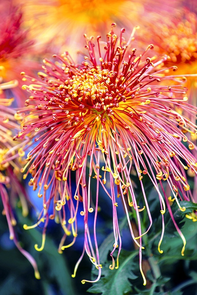 菊花