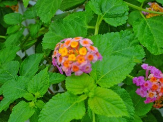 81EEE7F1-F025-4D39-A041-D00E87552129/L0/001