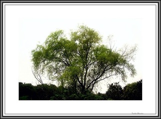 IMG05833