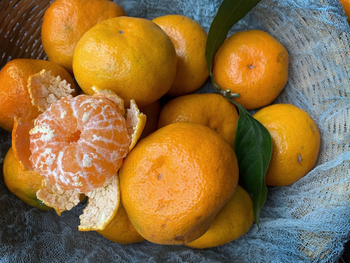 这是高山小桔,一款真正有桔子味道的桔子.