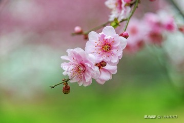 DSC_3703-1