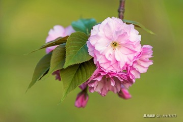 _DSC4596