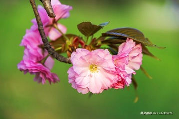 _DSC4540