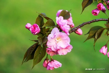 _DSC4528