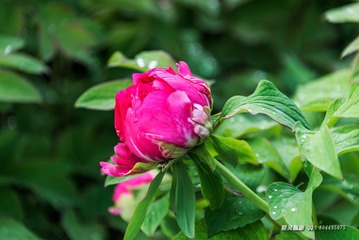 _DSC4724