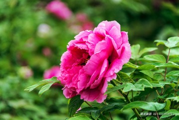 _DSC4756
