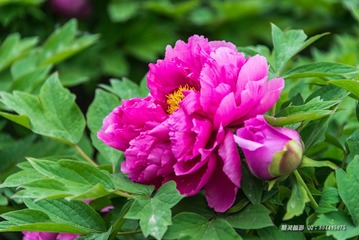 _DSC4796