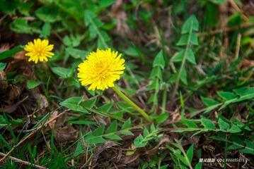 _DSC4345