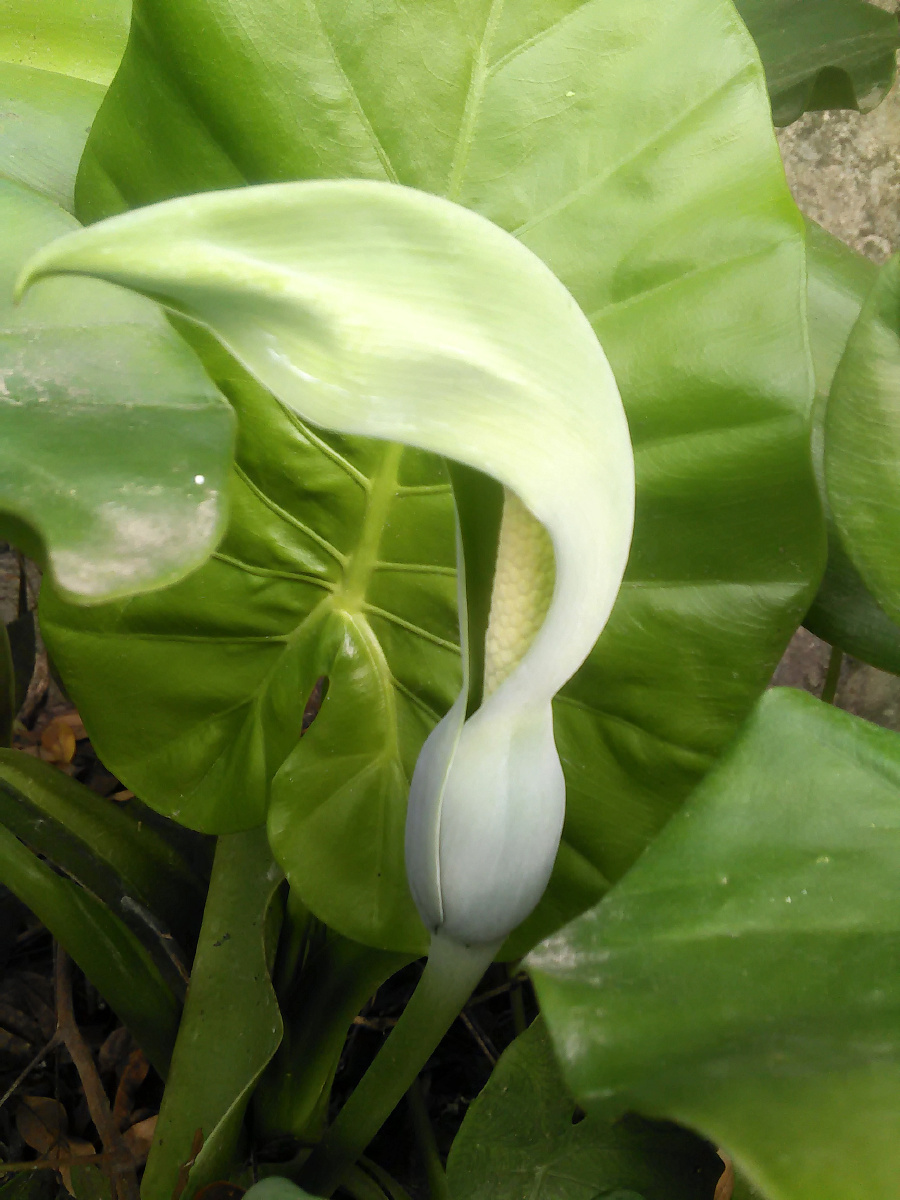 嫩绿的滴水观音花