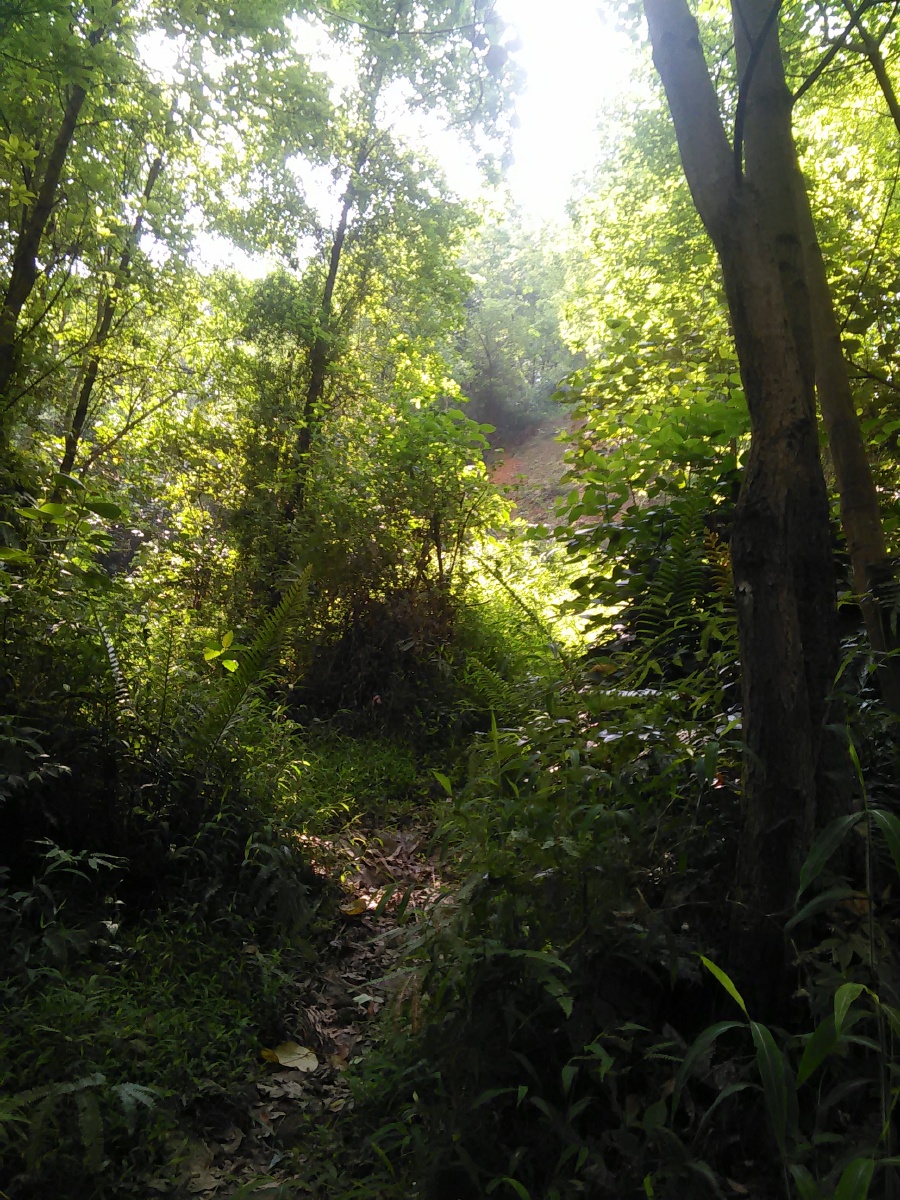 阳光洒在山上的树林