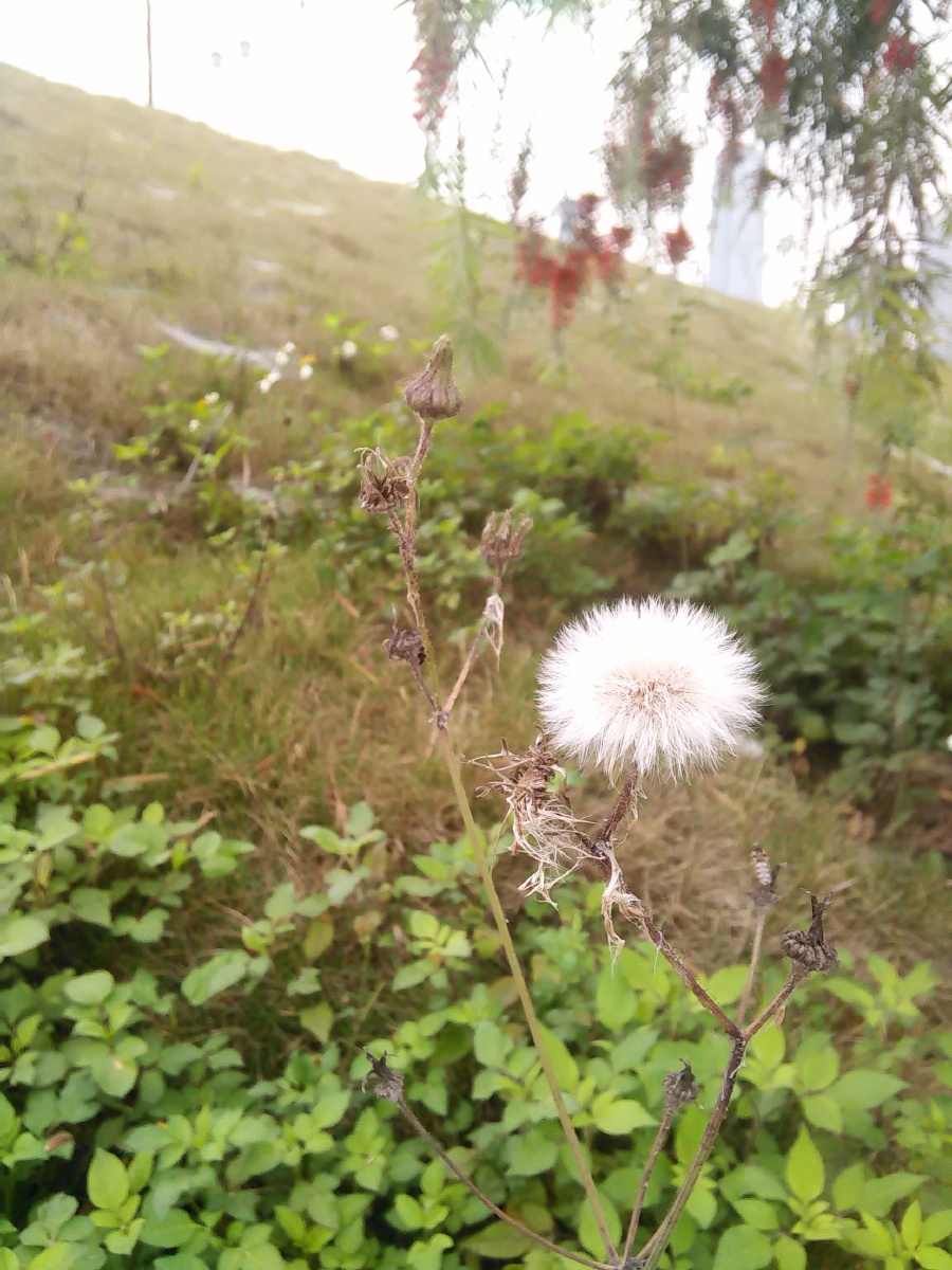 即将枯单老去的蒲公英