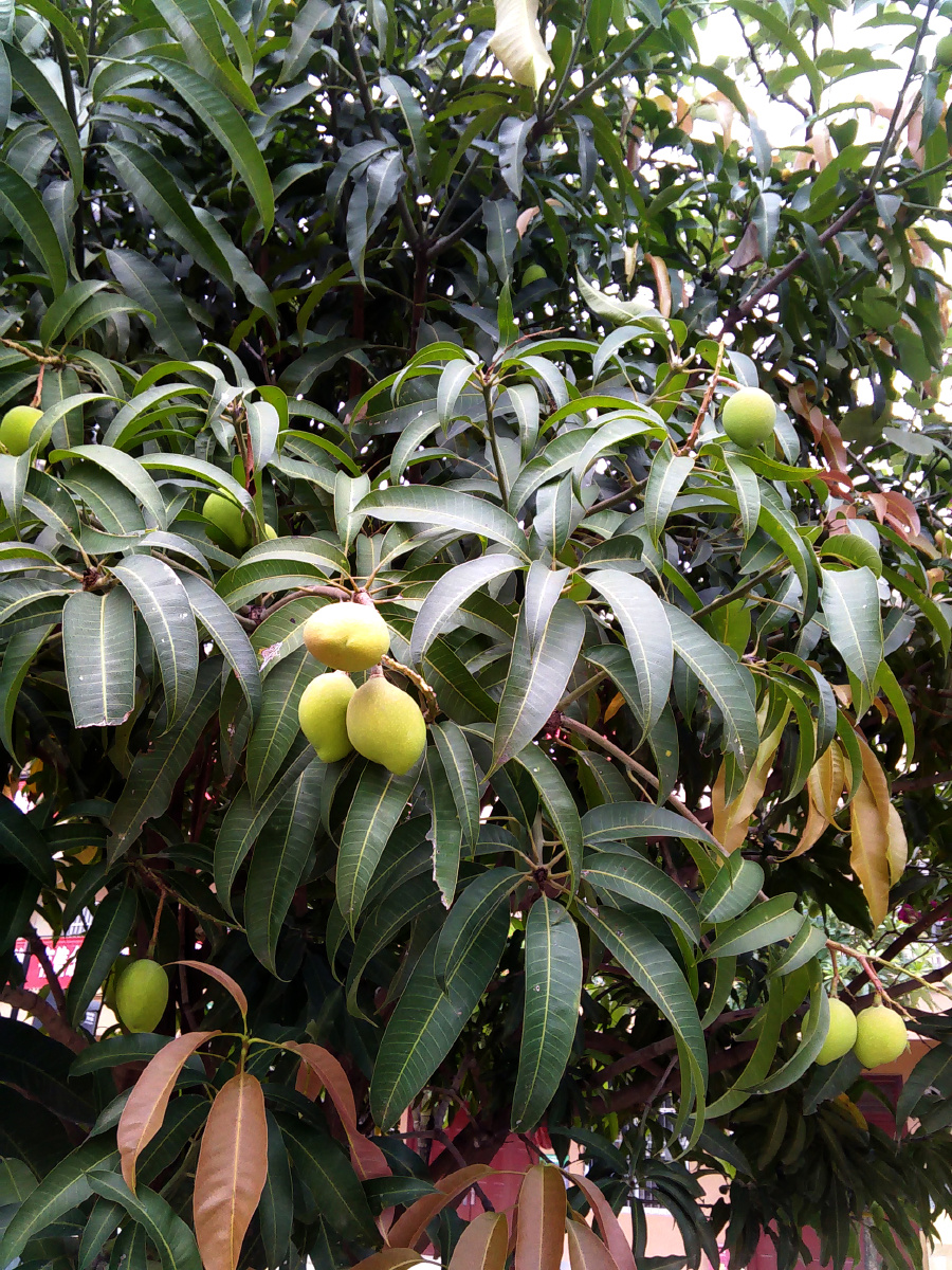 芒果树上挂果子