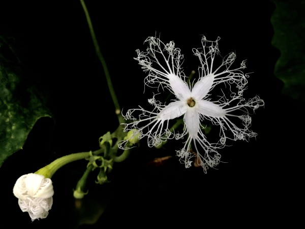 埋葬我的,也是一个六月 一朵含义不明的栀子花 一场幻想中的大雪 我