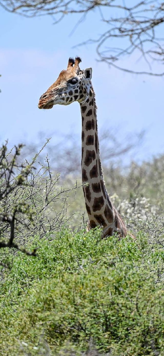 肯尼亚濒危长颈鹿一只罗氏长颈鹿在巴林戈湖岛上散步,肯尼亚.
