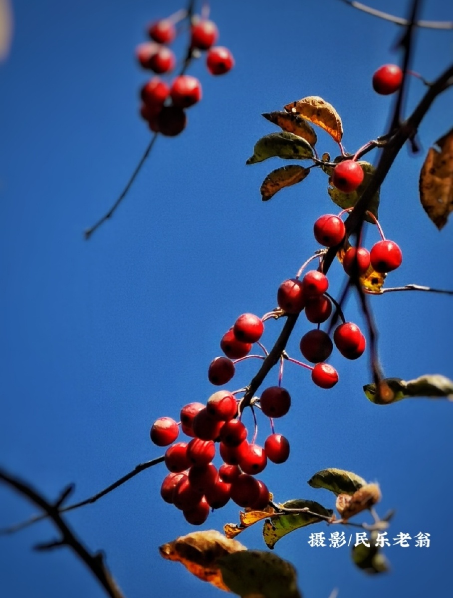 垂丝海棠果!97979793 - 民乐翁1698 - 图虫