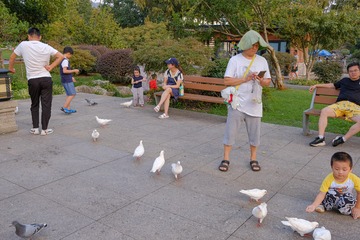 喂鸽子