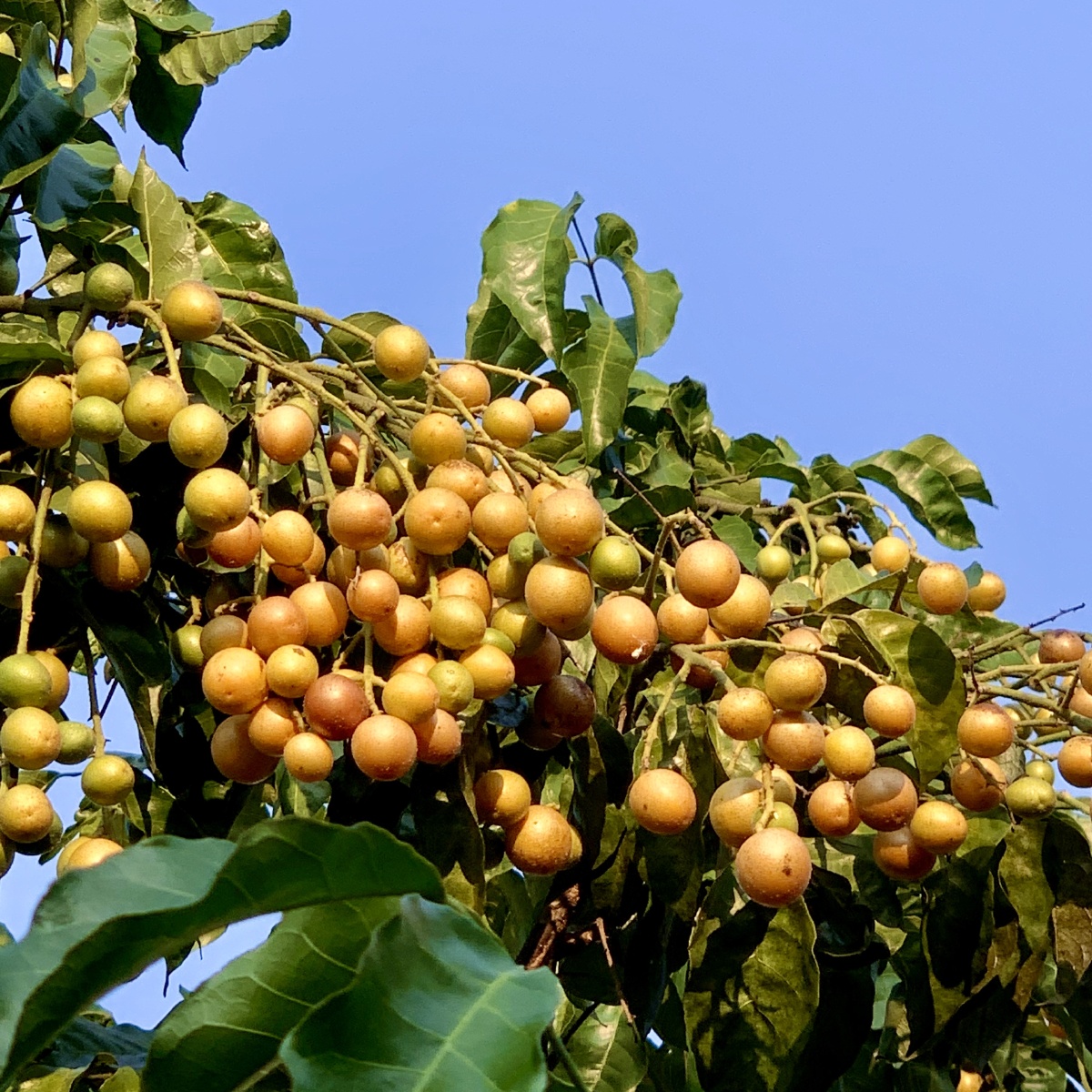院子有颗小小的黄皮树,我在家看到它开花,结果,又成熟... - 宋晓丹sha