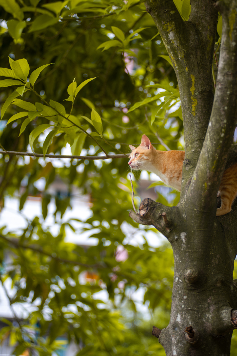 橘猫上树记