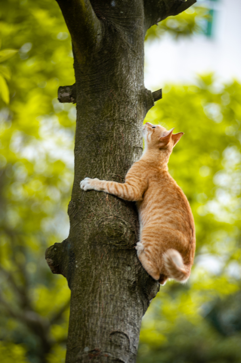 橘猫上树记