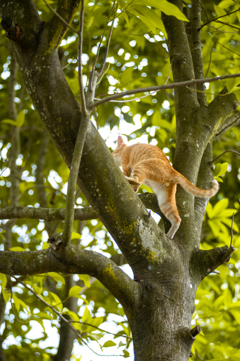 橘猫上树记