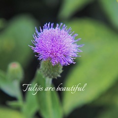 39FB0609-F8B9-4B7E-8877-4D64CF86C98D/L0/001