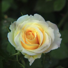 8B1EE289-DF3C-472C-AF19-9D0CEE56E60F/L0/001