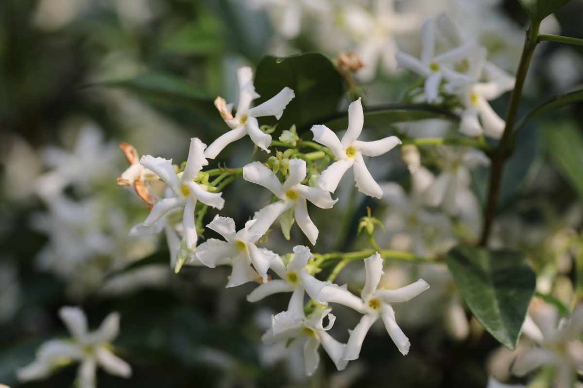 风车满墙挂缘是络石花