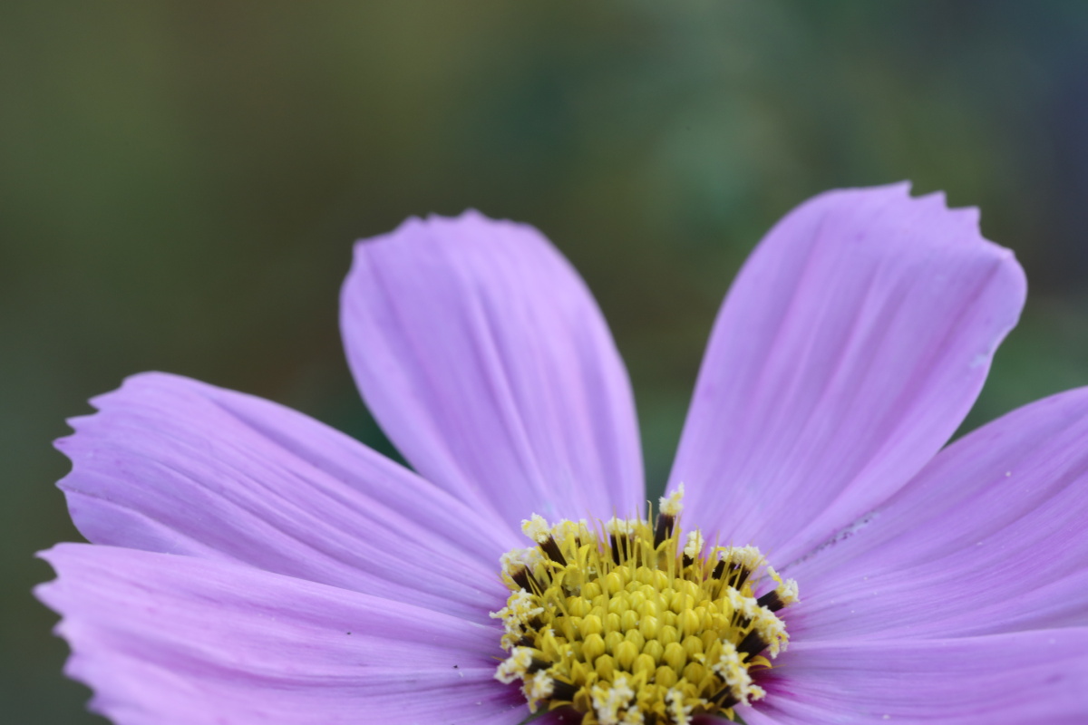让人松缓的浅紫
