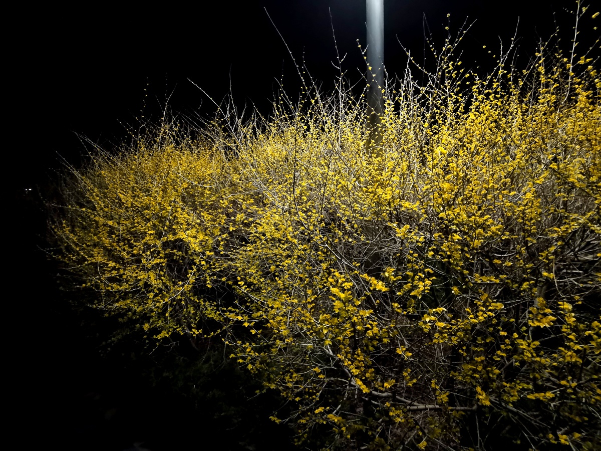 路灯下金黄的新榆叶