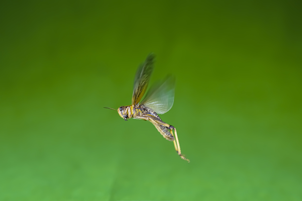 让蚂蚱再飞一会儿