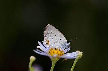 164531