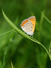 164031