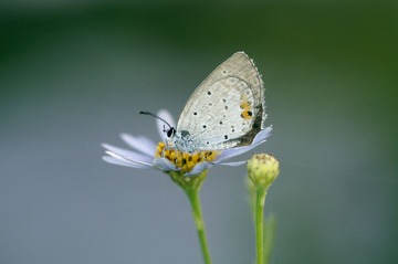 164530
