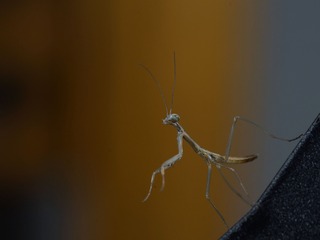 175081