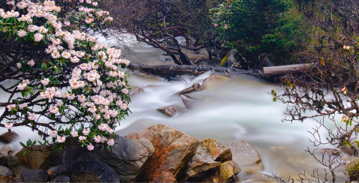 溪水边的杜鹃