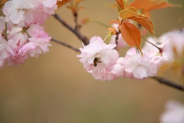 285AB782-27FA-4020-A68F-C90CE32C433B/L0/001
