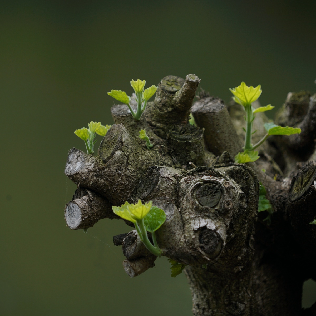 《老树欲静·发新芽》