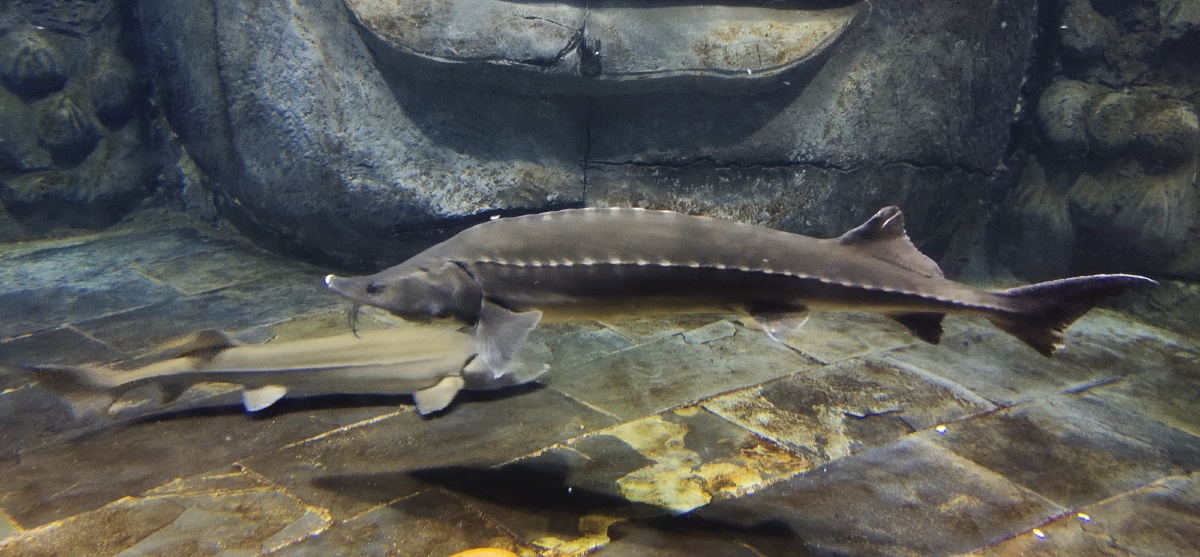 在海洋馆见到了史氏鲟科普史氏鲟是中国鲟鱼中最具有经济价值的优质