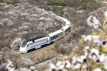 39531