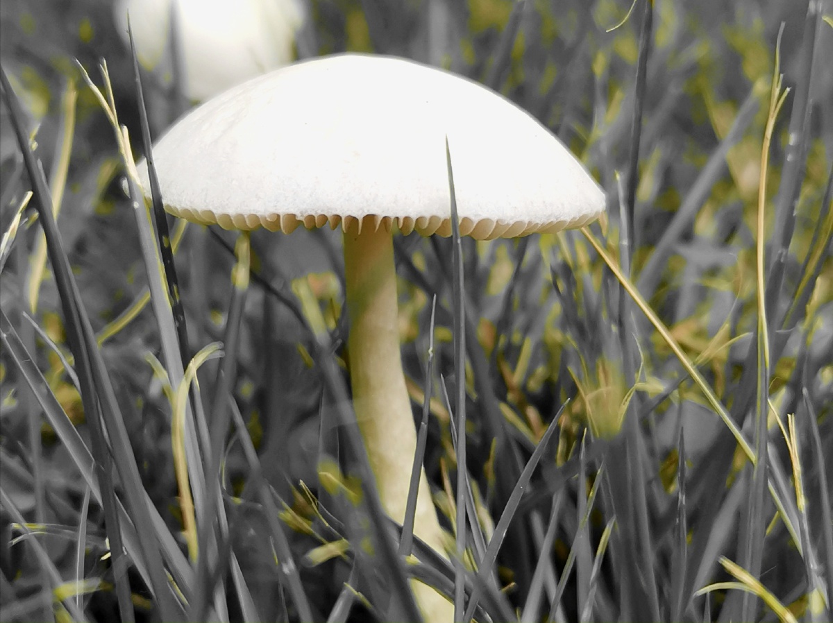 华为摄影爱好者火烛一花精品摄影静物美学人文天下蘑菰#草坪您的打赏