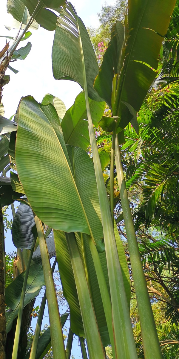 旅人蕉 - 马四哥 - 图虫