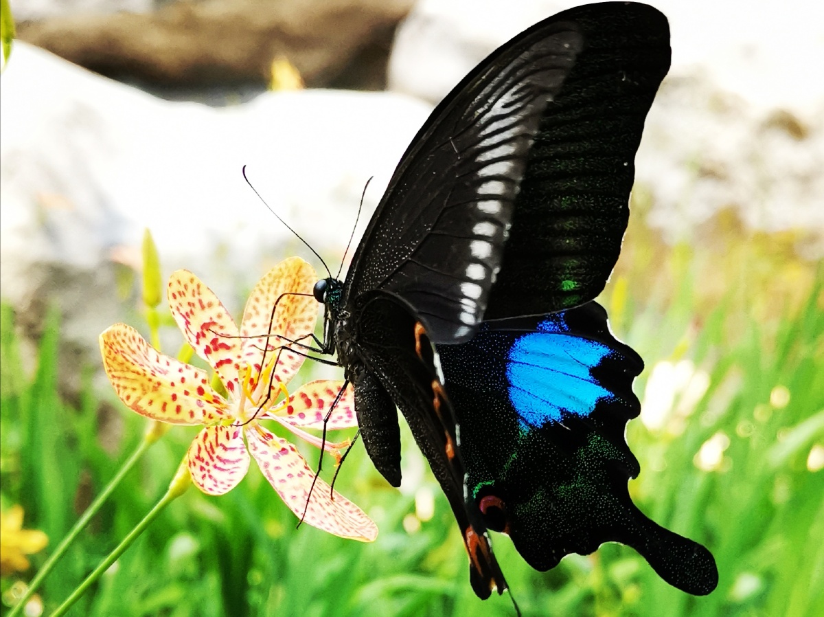 蓝凤尾蝶 - 马四哥 - 图虫