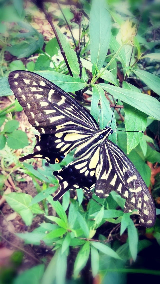 野生动物凤蝶君主蝴蝶鳞翅类凤尾蝶#野生昆虫昆虫摄影圈子我们都在