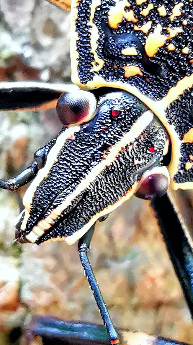 重剑无锋大巧不工褐翅椿象