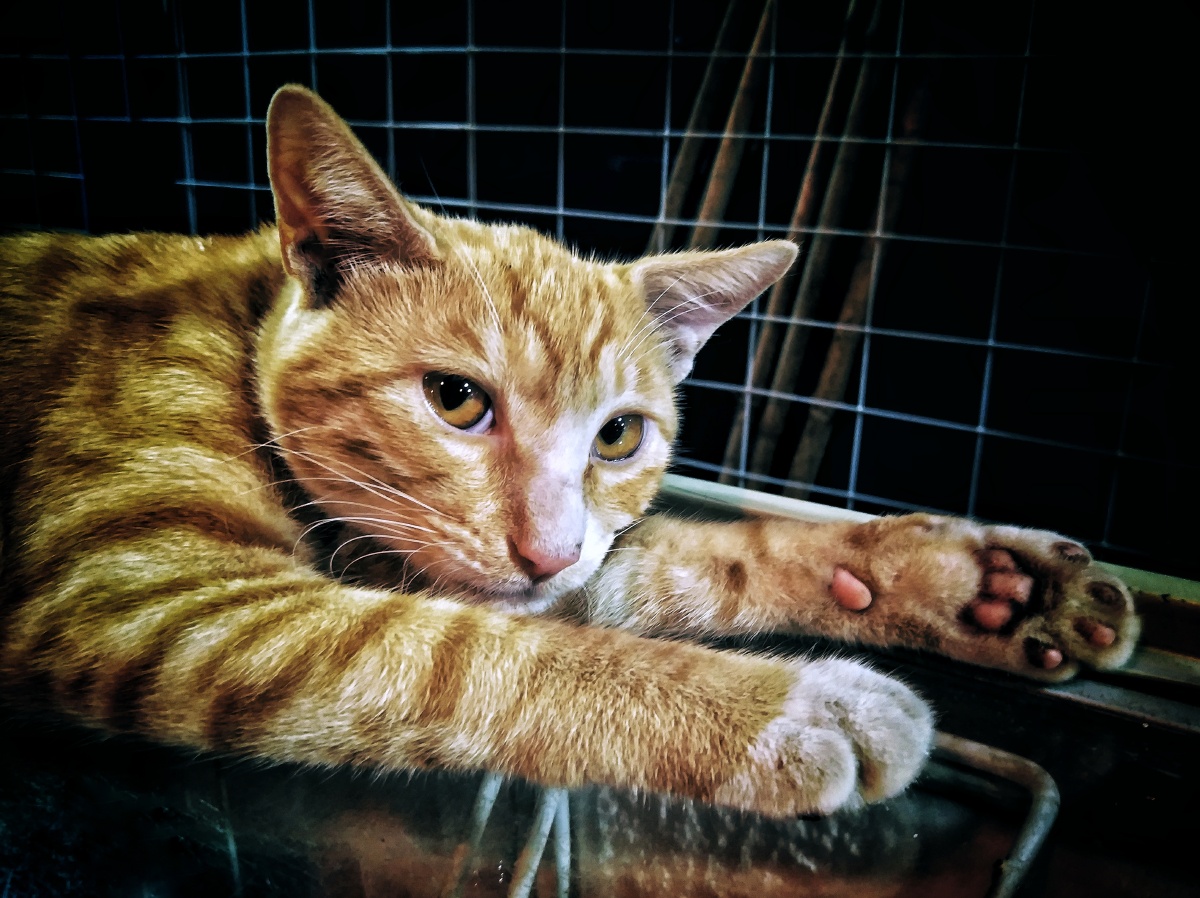 爬在冰柜上的猫 - 德川 - 图虫